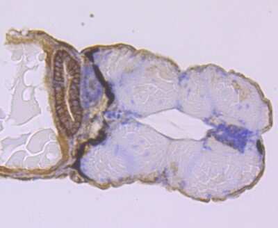 Immunohistochemistry-Paraffin: NCAM-1/CD56 Antibody (JF1021) [NBP2-66968]