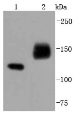 Western Blot: NCAM-1/CD56 Antibody (JF1021) [NBP2-66968]