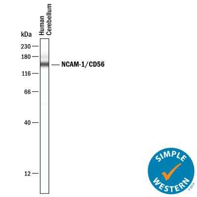 Simple Western: NCAM-1/CD56 Antibody (SPM128)Azide and BSA Free [NBP2-34397]