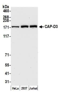 Western Blot: NCAPD3 Antibody [NB100-1573]