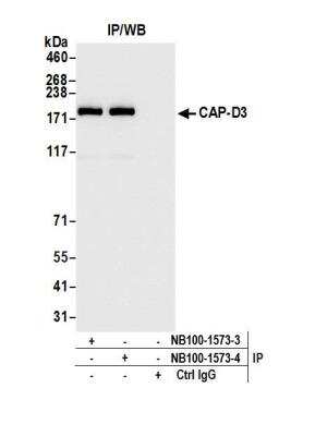 Immunoprecipitation: NCAPD3 Antibody [NB100-1573]
