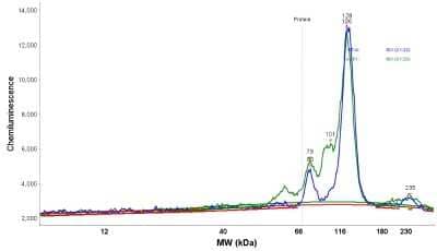 Simple Western: NCAPH Antibody [NBP1-88345]