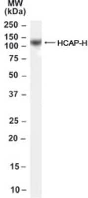 Western Blot: NCAPH Antibody [NB100-60947]