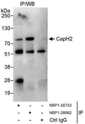 Immunoprecipitation: NCAPH2 Antibody [NBP1-28682]