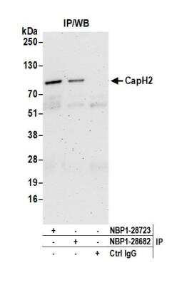 Immunoprecipitation: NCAPH2 Antibody [NBP1-28723]