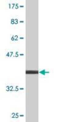 Western Blot: NCBP1 Antibody (1E9) [H00004686-M04]