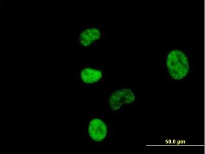 Immunocytochemistry/ Immunofluorescence: NCBP1 Antibody [H00004686-B01P]