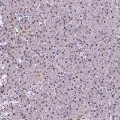 Immunohistochemistry-Paraffin: NCBP1 Antibody [NBP2-33897]
