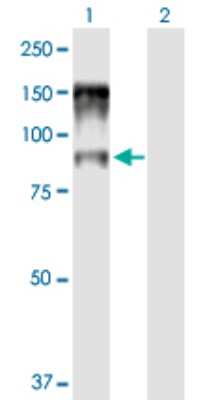 Western Blot: NCBP1 Antibody [H00004686-B01P]