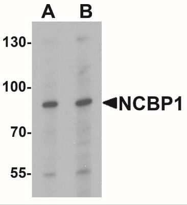 Western Blot: NCBP1 AntibodyBSA Free [NBP2-41222]