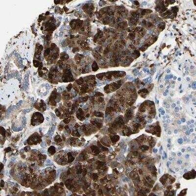 Immunohistochemistry-Paraffin: NCBP2L Antibody [NBP1-91106]