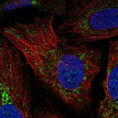 Immunocytochemistry/ Immunofluorescence: NCCRP1 Antibody [NBP2-13642]