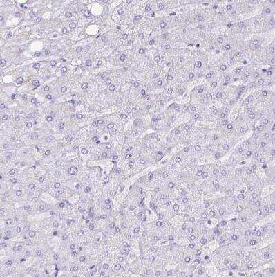 Immunohistochemistry-Paraffin: NCCRP1 Antibody [NBP2-13642]