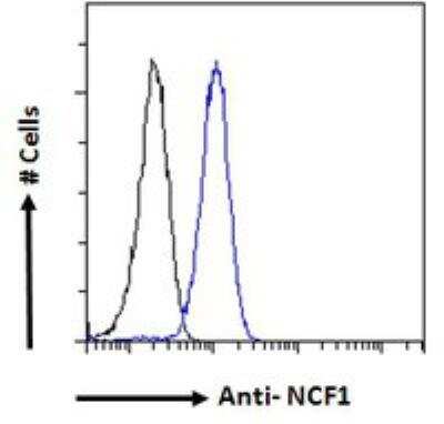 Flow Cytometry: NCF1 Antibody [NB100-790]