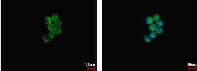 Immunocytochemistry/ Immunofluorescence: NCF1 Antibody [NBP2-19486]