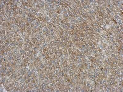 Immunohistochemistry-Paraffin: NCF1 Antibody [NBP2-19486]