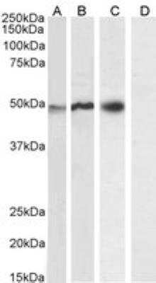 Western Blot: NCF1 Antibody [NB100-790]