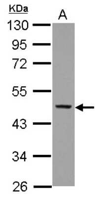 Western Blot: NCF1 Antibody [NBP2-19487]