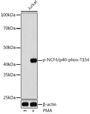 Western Blot: NCF4 [p Thr154] AntibodyAzide and BSA Free [NBP3-16942]