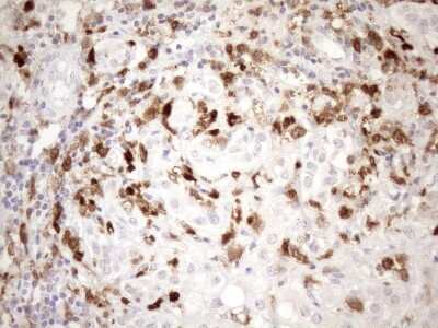 Immunohistochemistry: NCF4 Antibody (OTI4B5) [NBP2-46111]