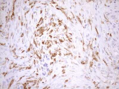 Immunohistochemistry: NCF4 Antibody (OTI4B5) [NBP2-46111]