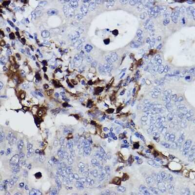 Immunohistochemistry-Paraffin: NCF4 Antibody (4L9Z4) [NBP3-15322]