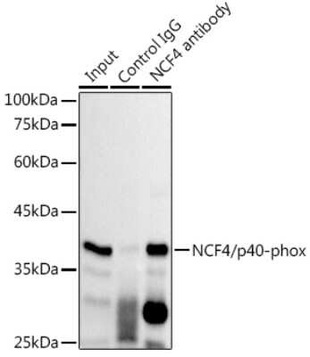 Immunoprecipitation: NCF4 Antibody (4L9Z4) [NBP3-15322]