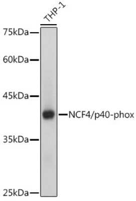 Western Blot: NCF4 Antibody (4L9Z4) [NBP3-15322]