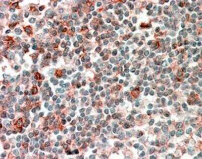 Immunohistochemistry-Paraffin: NCF4 Antibody [NB100-61666]