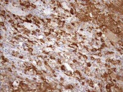 Immunohistochemistry: NCF4 Antibody (OTI4B5) [NBP2-46111]