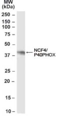 Western Blot: NCF4 Antibody [NB100-61666]
