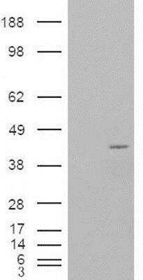 Western Blot: NCF4 Antibody [NB100-61666]