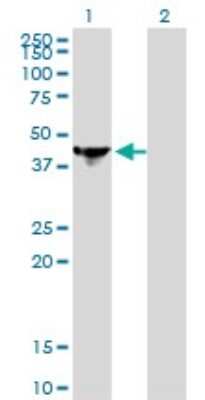 Western Blot: NCK1 Antibody (1A1) [H00004690-M01]