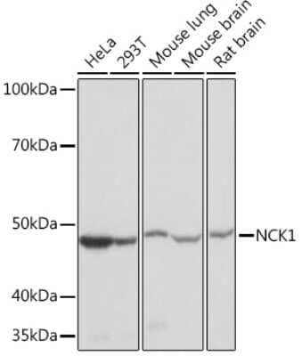 Western Blot: NCK1 Antibody (4R1N9) [NBP3-16759]