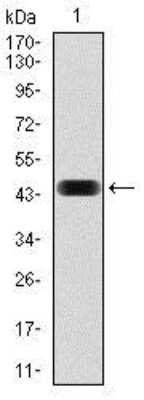 Western Blot: NCK1 Antibody (5B7)BSA Free [NBP2-37490]