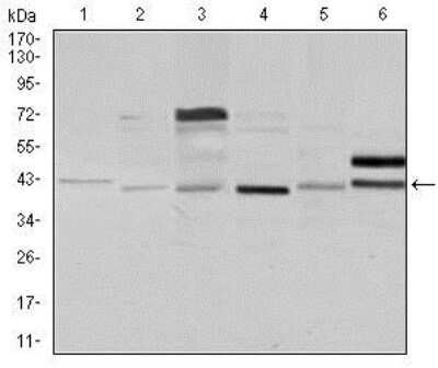 Western Blot: NCK1 Antibody (5B7)BSA Free [NBP2-37490]