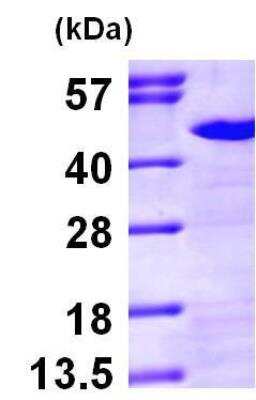 SDS-PAGE: Recombinant Human NCK1 His Protein [NBP1-45253]