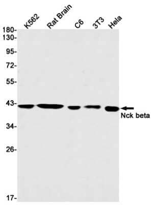 Western Blot: NCK2 Antibody (S01-3C6) [NBP3-15063]