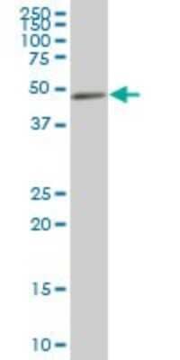 Western Blot: NCK2 Antibody [H00008440-B01P]