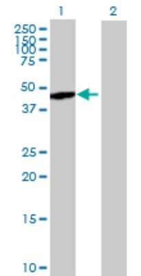 Western Blot: NCK2 Antibody [H00008440-B01P]