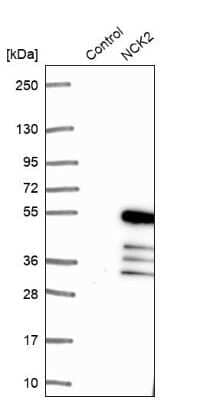 Western Blot: NCK2 Antibody [NBP1-82592]