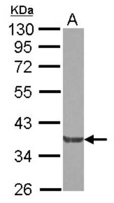 Western Blot: NCK2 Antibody [NBP2-19490]