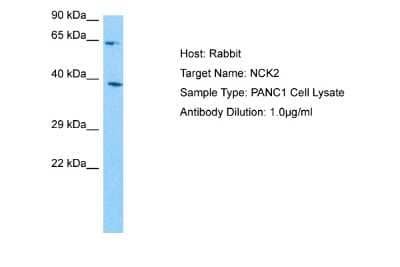 Western Blot: NCK2 Antibody [NBP2-87886]