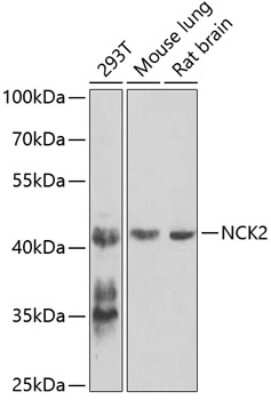 Western Blot: NCK2 AntibodyBSA Free [NBP2-93503]