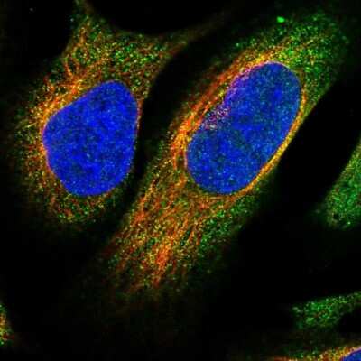 Immunocytochemistry/ Immunofluorescence: NCKAP1 Antibody [NBP1-83269]