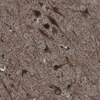 Immunohistochemistry-Paraffin: NCKAP1 Antibody [NBP1-83269]