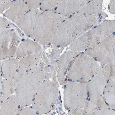 Immunohistochemistry-Paraffin: NCKAP1 Antibody [NBP1-83269]