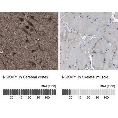 Immunohistochemistry-Paraffin: NCKAP1 Antibody [NBP1-83269]