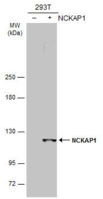 Western Blot: NCKAP1 Antibody [NBP1-32339]