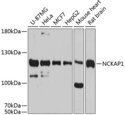 Western Blot: NCKAP1 AntibodyAzide and BSA Free [NBP2-93928]